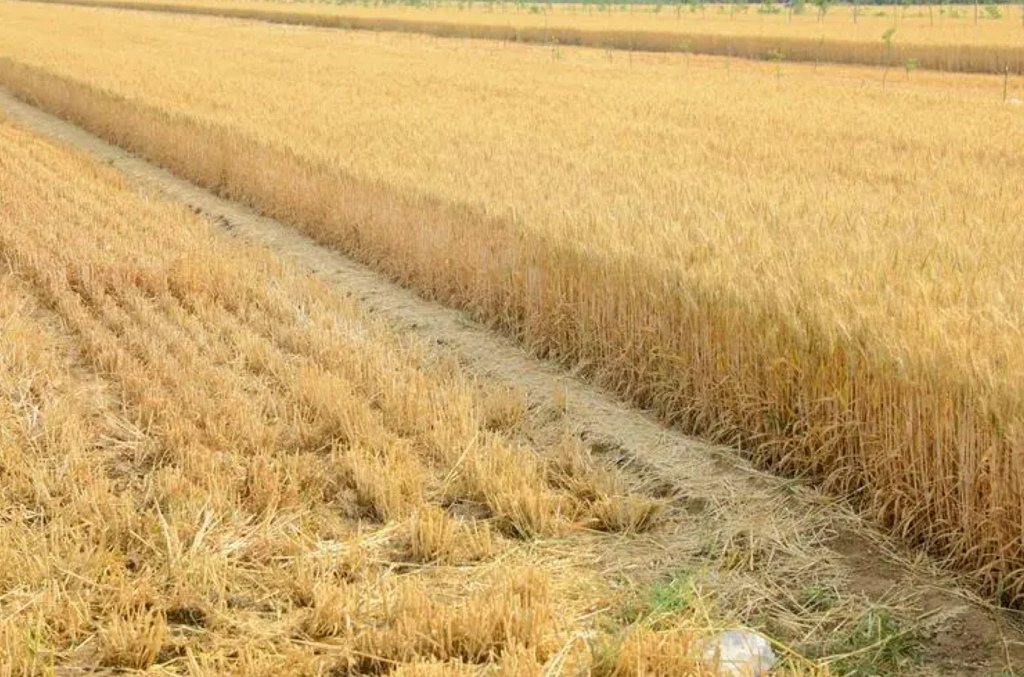 充当汽车导航系统的提示词